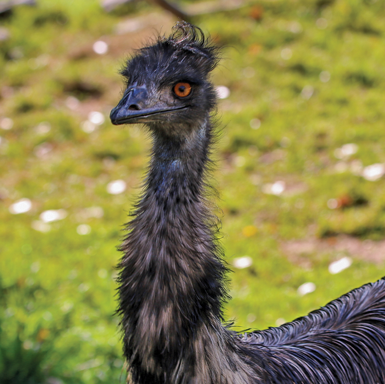 Three Feathers Emu