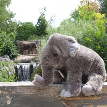 adopt an asian elephant plush animal