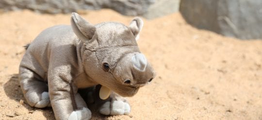 what do rhinoceros eat