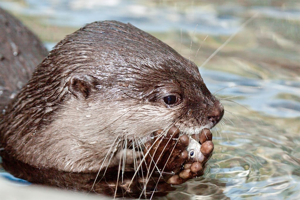 Caring for Selected Otter Species (Asian small-clawed, Cape