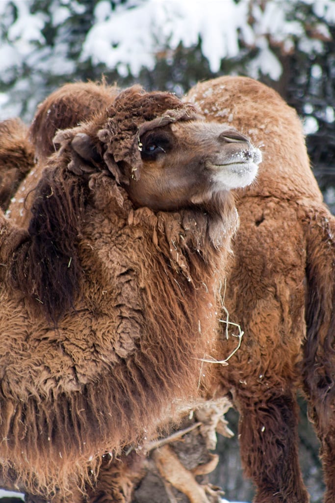 Bactrian Camel - Denver Zoo