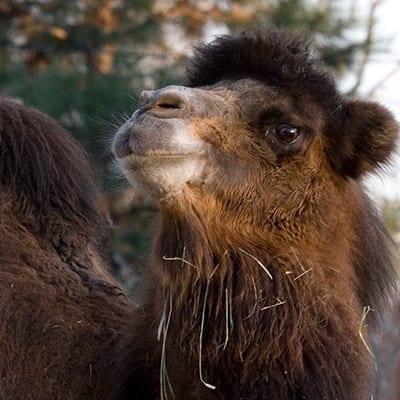 Bactrian Camel - Denver Zoo