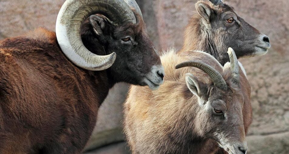 group of bighorn sheep