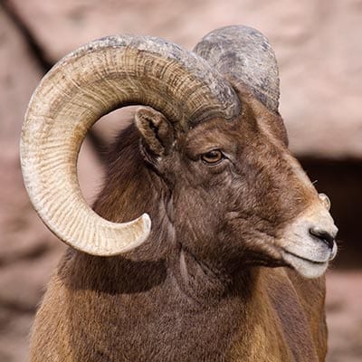 bighorn sheep face
