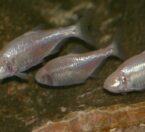 3 blind cave fish