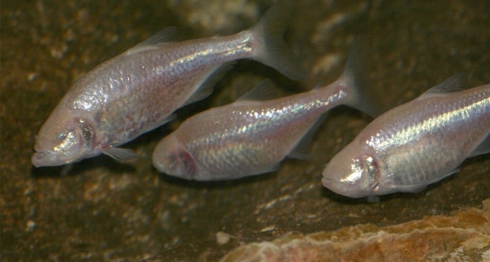 3 blind cave fish