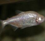 Blind cave fish