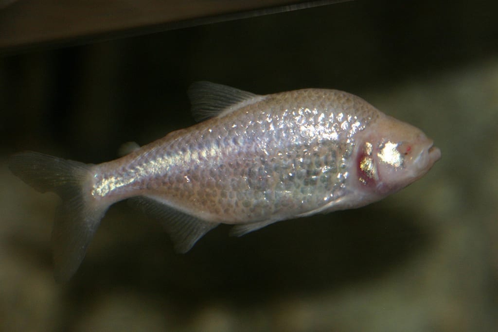 Blind Cave Fish Denver Zoo