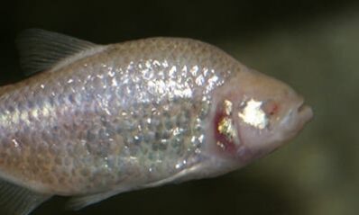Blind cave fish