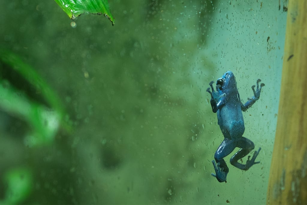 Blue poison dart frog - Wikipedia