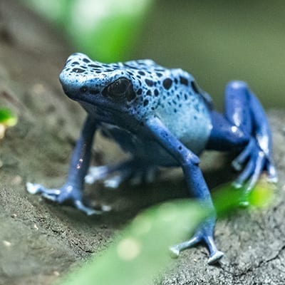 Blue Poison Arrow Frog - Denver Zoo