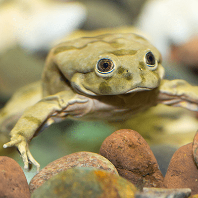 Lake Titicaca frog