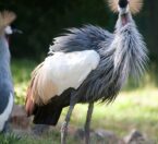 east african crowned crane full body