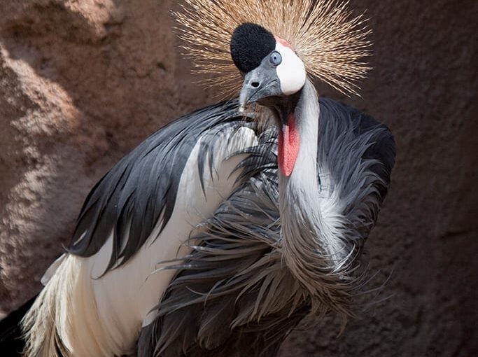 east african crowned crane in habitat