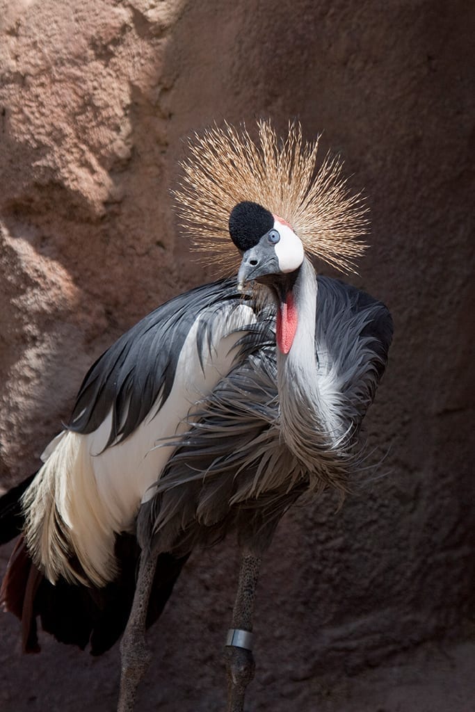Featured Animals - East African Crowned Crane - CMZoo