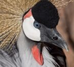 east african crowned crane face
