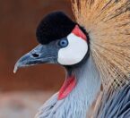 east african crowned crane profile view
