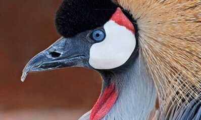 east african crowned crane profile view