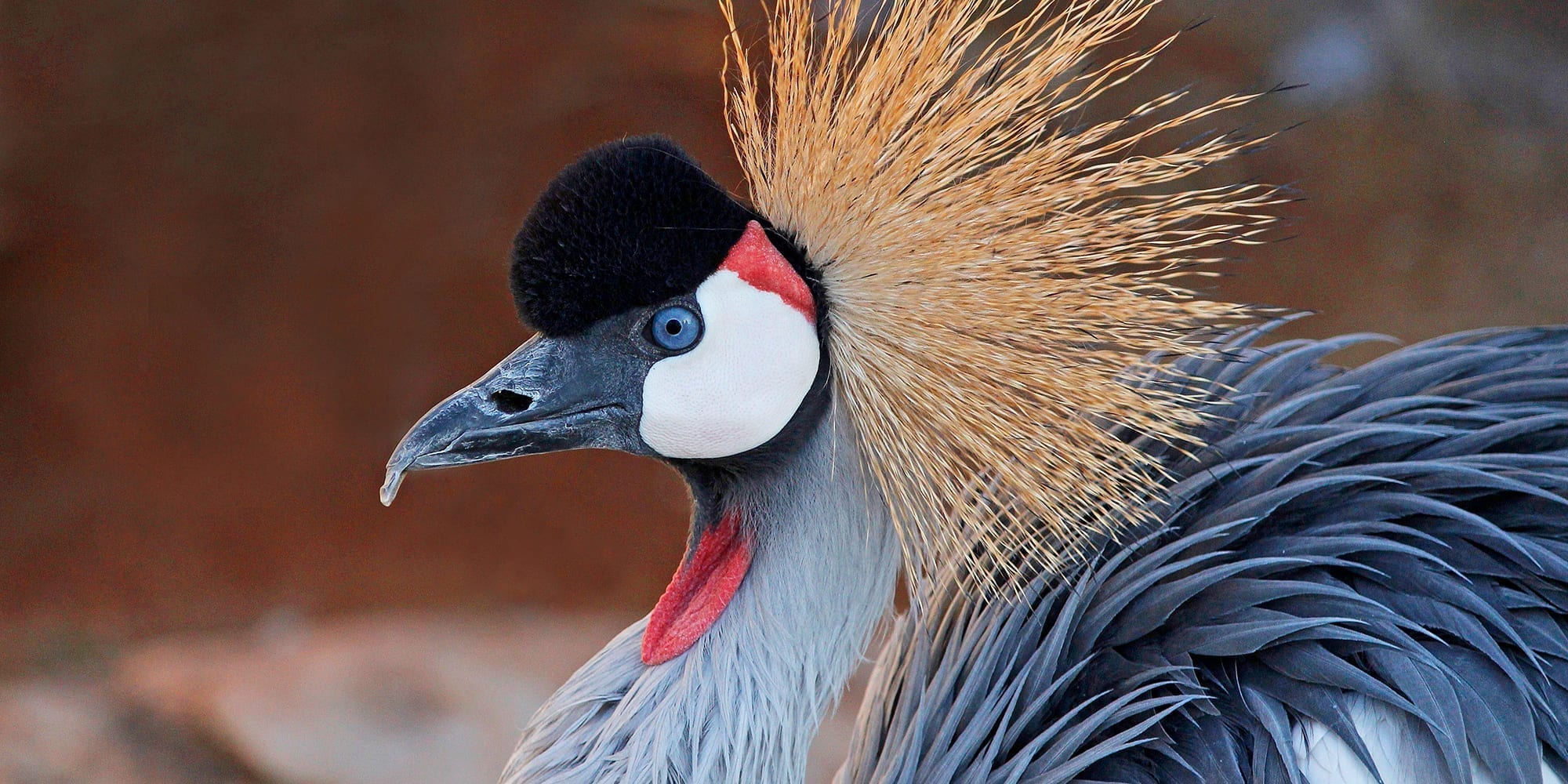 east african crowned crane profile view