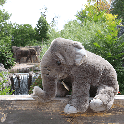 elephant stuffed animal with real elephant in habitat