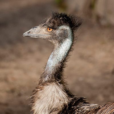 Emu - Denver Zoo