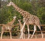 Family of reticulated giraffes