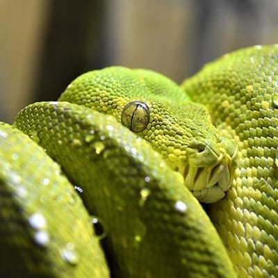 Green Tree Python - Denver Zoo