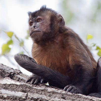 do capuchin monkeys have teeth