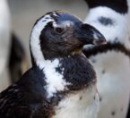 Humboldt penguin