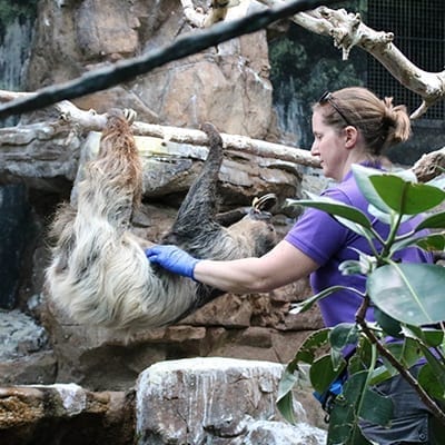 Keeper checking up on pregnant sloth