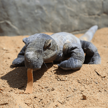 Adopt an Animal: Komodo Dragon - Denver Zoo