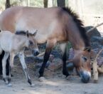 Baby Przewalski's horse with parent