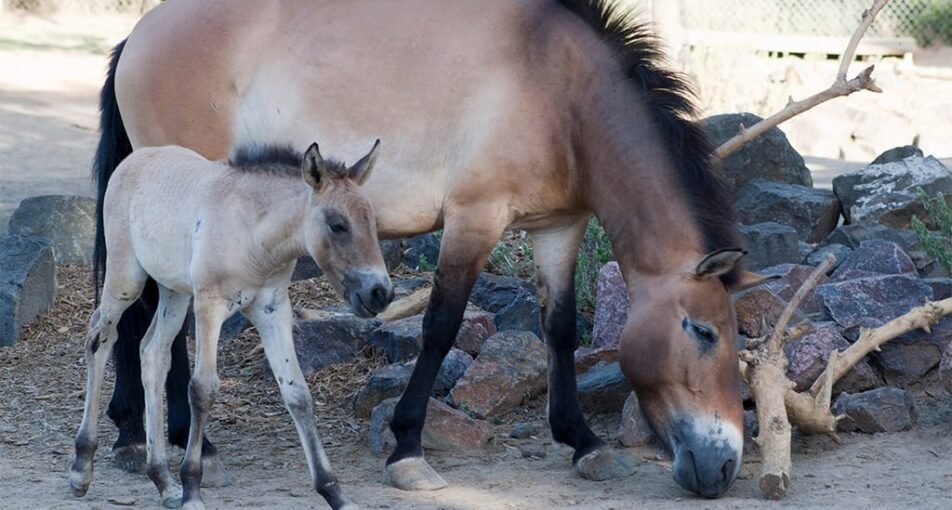 Baby Przewalski's horse with parent