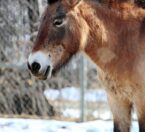 Przewalski's horse in snow