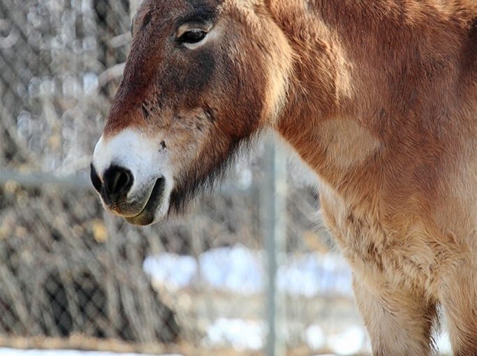 Przewalski's horse in snow