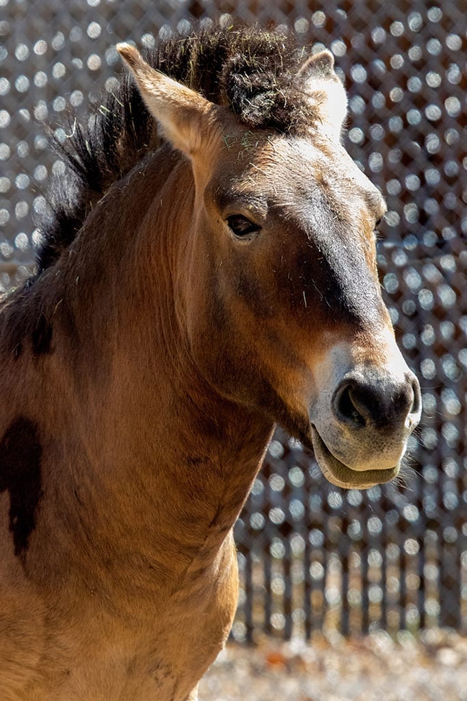 Przewalski's Horse - Denver Zoo