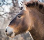 Przewalski's horse