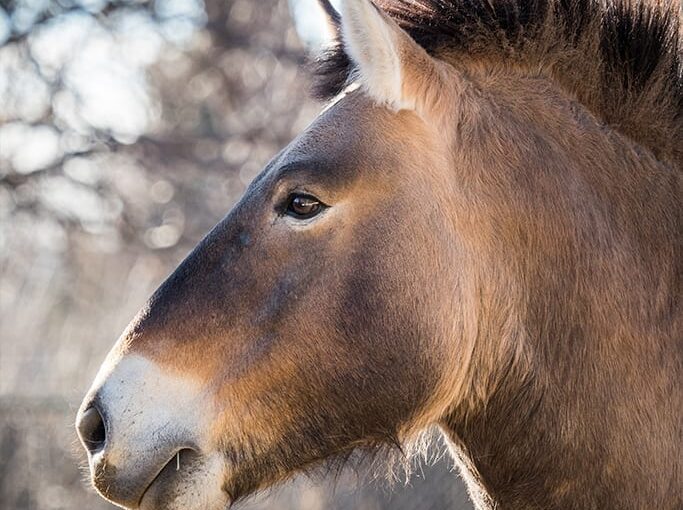 Przewalski's horse