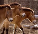 Herd of Przewalski's horse