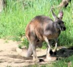 Red kangaroo