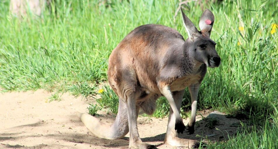 Red kangaroo