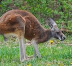 Red Kangaroo