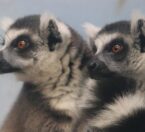 ring tailed lemurs cuddling