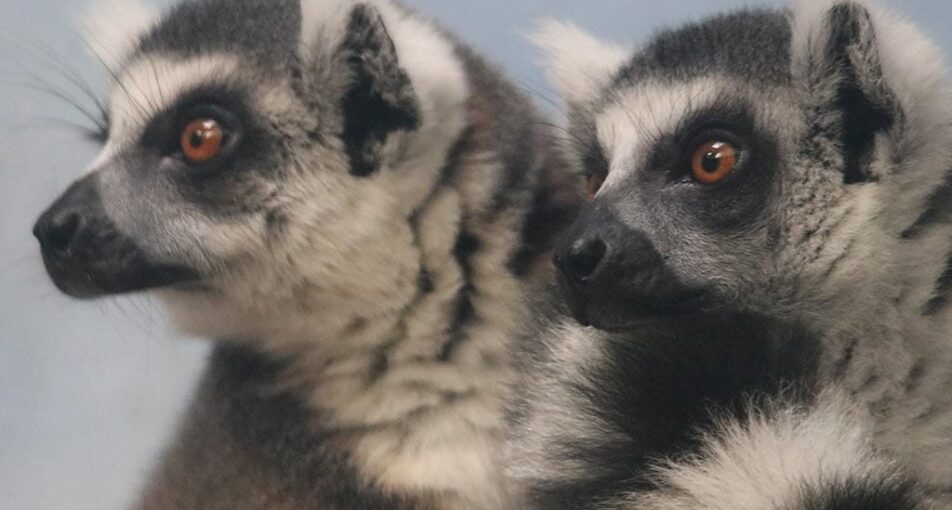 ring tailed lemurs cuddling