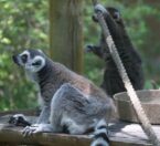 ring tailed lemur sitting
