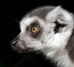 ring tailed lemur profile view