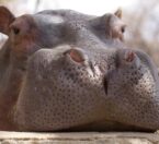 river hippo resting head on ledge