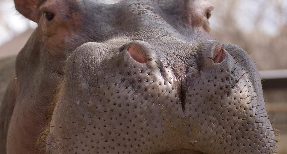 river hippo resting head on ledge