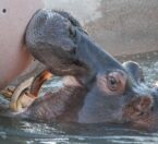 river hippo in water playing with ball