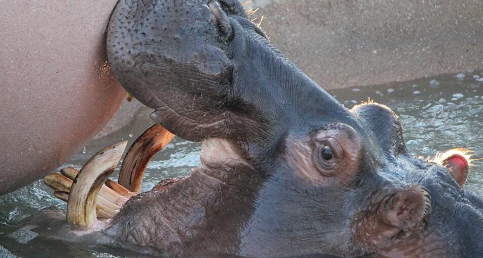 river hippo in water playing with ball